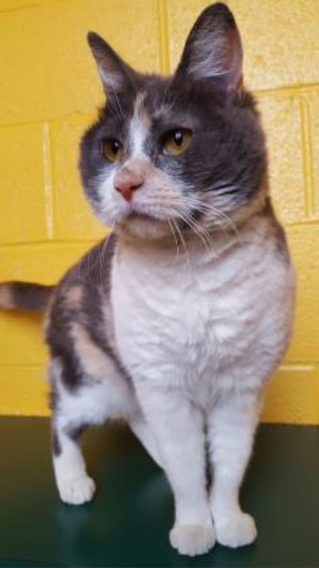 2020-10-23 SPCA Pet of the Week 3.jpg